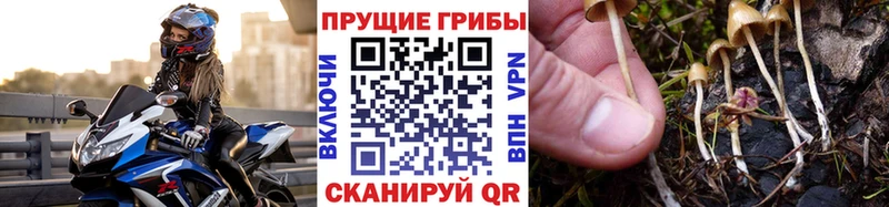 Псилоцибиновые грибы прущие грибы  Фурманов 